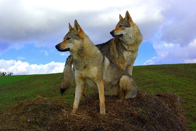 Des Loups De Boheme - Naissance à l'élevage juin 2015