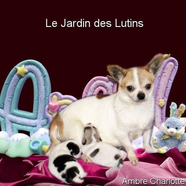 du Jardin des Lutins - Chihuahua - Portée née le 13/01/2017