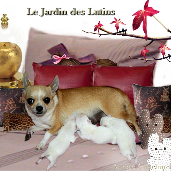 du Jardin des Lutins - Chihuahua - Portée née le 22/09/2011