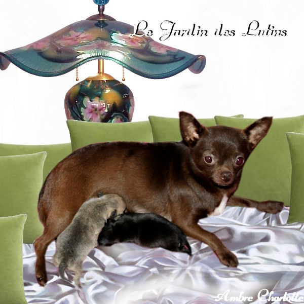 du Jardin des Lutins - Chihuahua - Portée née le 16/12/2011