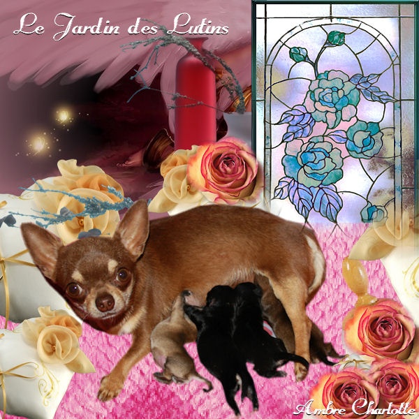 du Jardin des Lutins - Chihuahua - Portée née le 08/06/2011