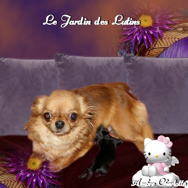 du Jardin des Lutins - Chihuahua - Portée née le 16/12/2011