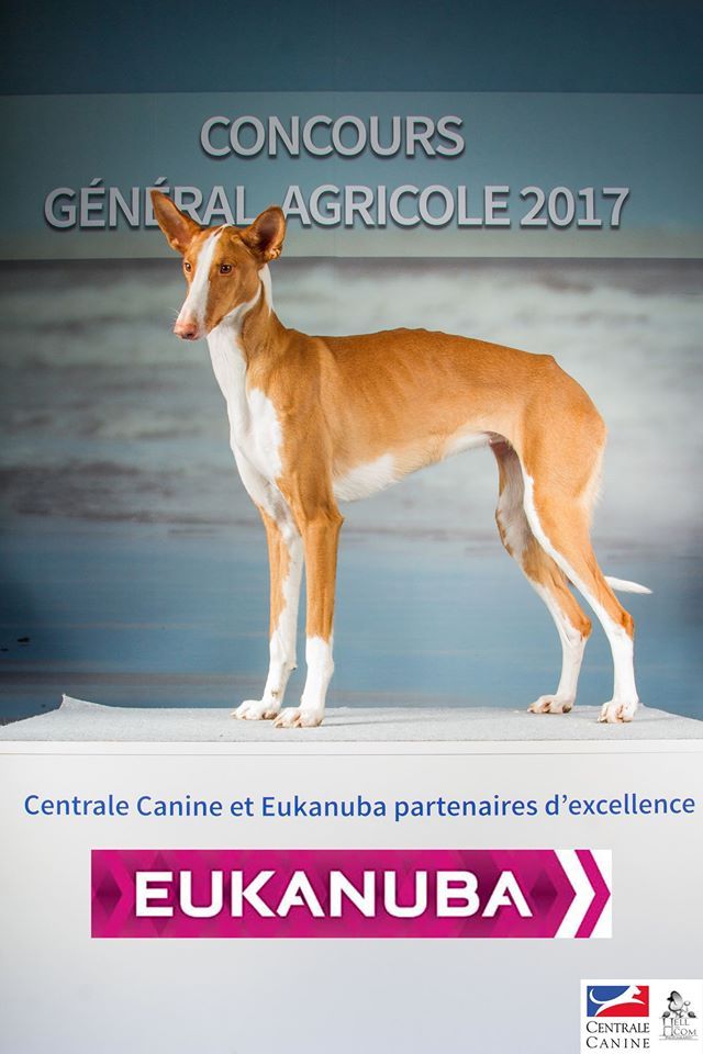 d'un Soir de Noël - CONCOURS GENERAL AGRICOLE 2017 - Tywin 3 -