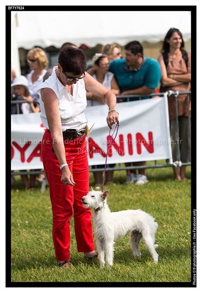 d'un Soir de Noël - Exposition Canine DIEPPE 2014