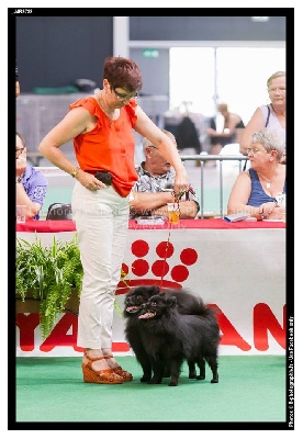 d'un Soir de Noël - EXPOSITION CANINE de LIEGES-BIS COUPLE- 2013