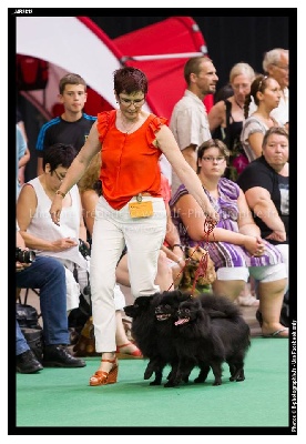 d'un Soir de Noël - EXPOSITION CANINE de LIEGES-BIS GROUPE ELEVAGE- 2013