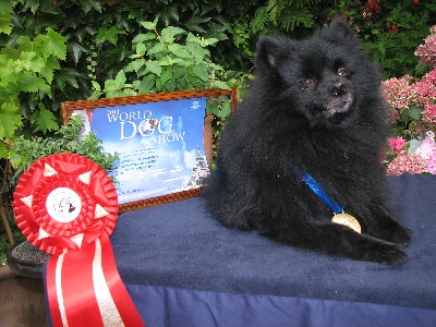 d'un Soir de Noël - WORD DOG SHOW PARIS 2011