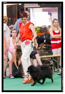 d'un Soir de Noël - EXPOSITION CANINE de LIEGES-BOB- 2013