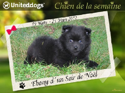 d'un Soir de Noël - EBONY Reine United Dog du 19 au 25/03/2012