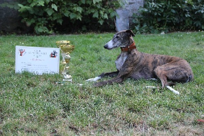 d'un Soir de Noël - EXPOSITION CANINE de LILLERS Dimanche 21 juillet 2013