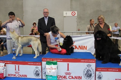 d'un Soir de Noël - Exposition Canine de MONS - 2012