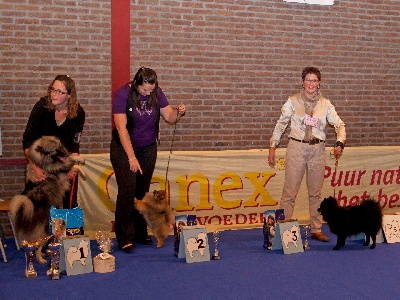 d'un Soir de Noël - DSCB DogShow 2011 (Nationale d'Elevage Belge) 4 - Fukyo -