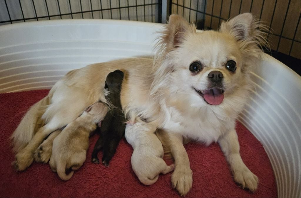 Chiot Chihuahua Du plateau des abeilles