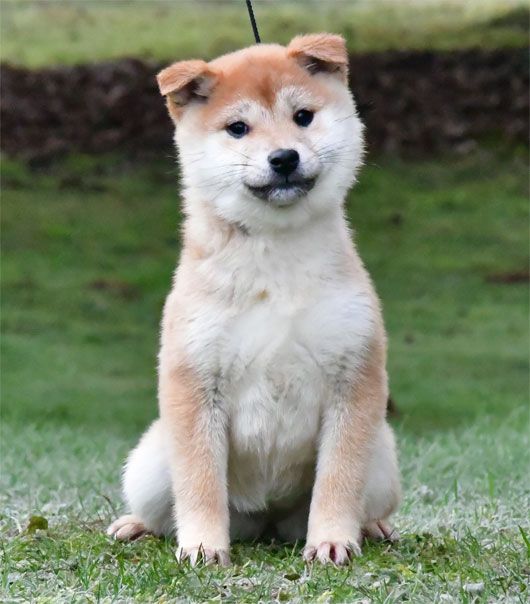 de dame nature - Chiots disponibles - Shiba