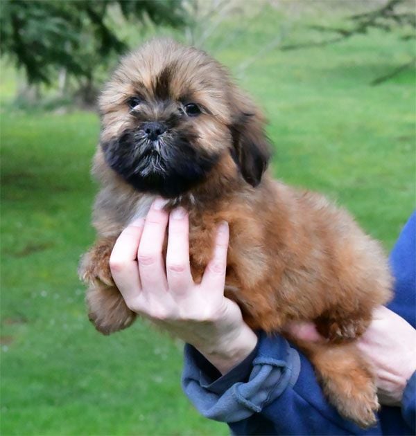 de dame nature - Chiots disponibles - Lhassa Apso