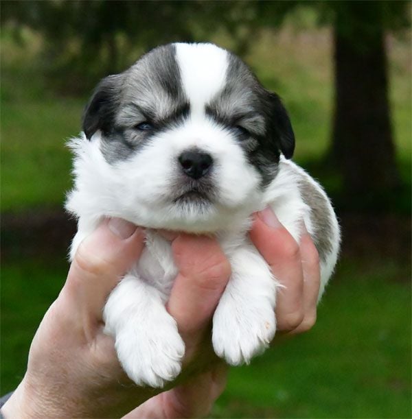 Chiot Coton de Tulear de dame nature