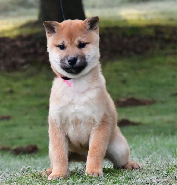 Chiot Shiba de dame nature