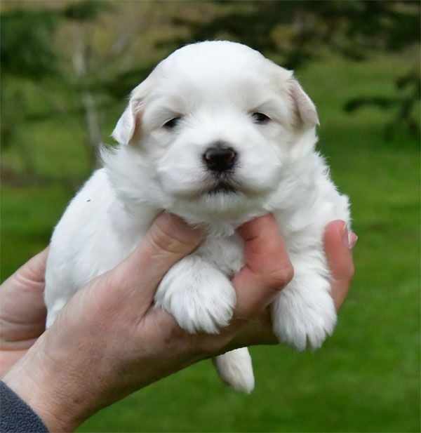 de dame nature - Chiots disponibles - Coton de Tulear