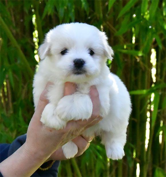 de dame nature - Chiots disponibles - Coton de Tulear