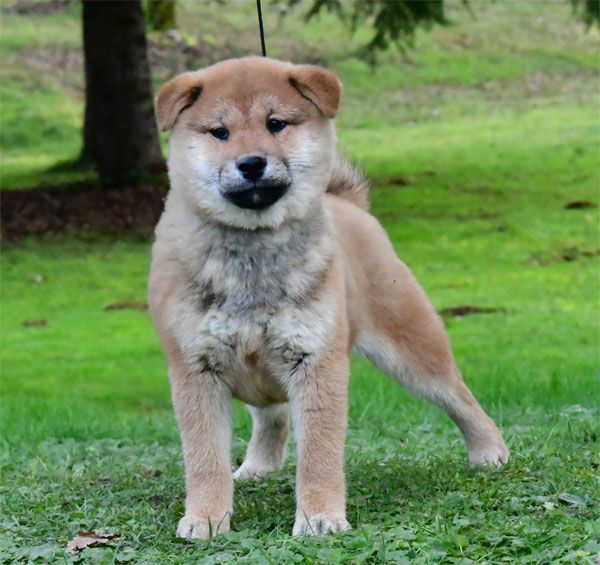 de dame nature - Chiots disponibles - Shiba