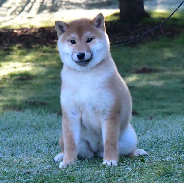 de dame nature - Chiots disponibles - Shiba