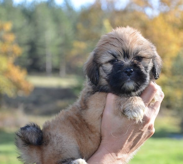 de dame nature - Lhassa Apso - Portée née le 02/10/2012