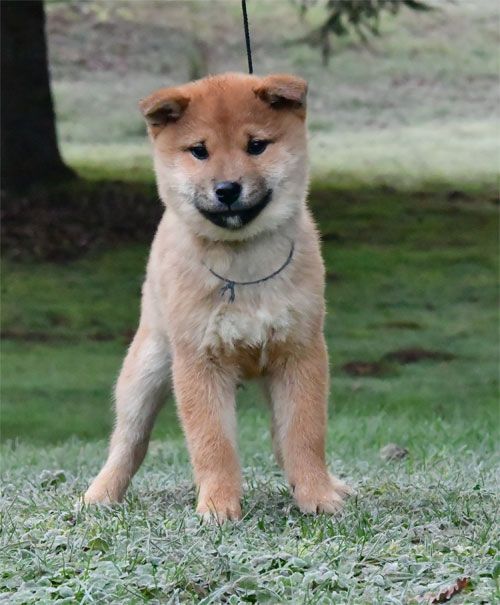 de dame nature - Chiots disponibles - Shiba