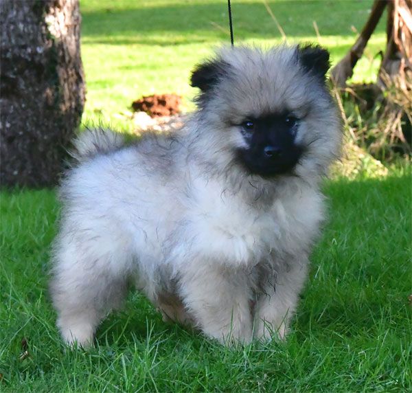 Chiot Spitz allemand de dame nature