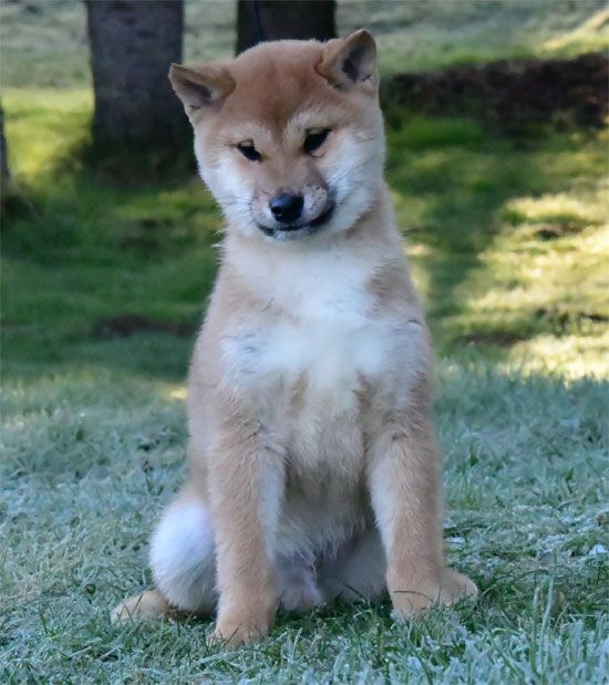 Chiot Shiba de dame nature