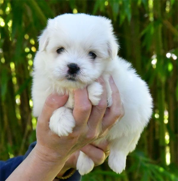 Chiot Coton de Tulear de dame nature