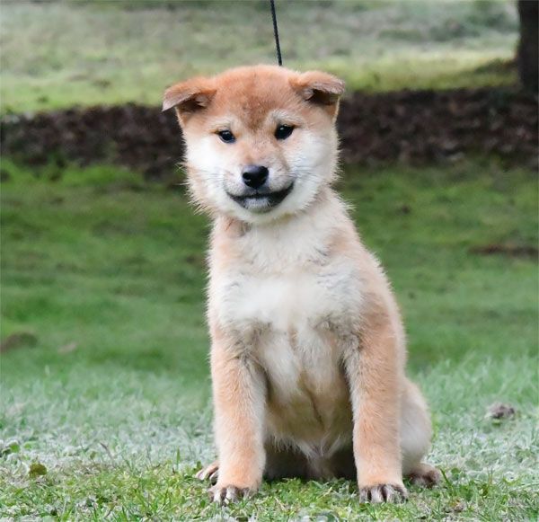 de dame nature - Chiots disponibles - Shiba