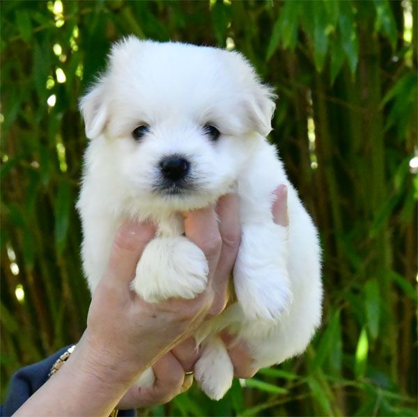 de dame nature - Chiots disponibles - Coton de Tulear