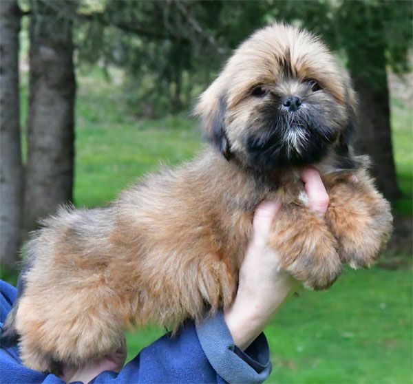 de dame nature - Chiots disponibles - Lhassa Apso