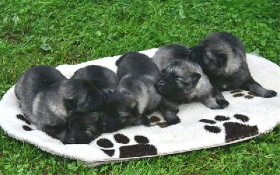 CHIOT 6