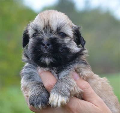 de dame nature - Lhassa Apso - Portée née le 28/09/2012