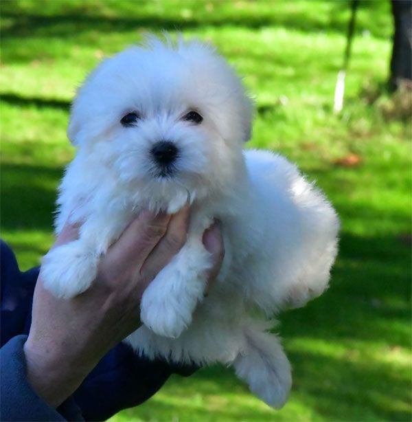 Chiot Coton de Tulear de dame nature