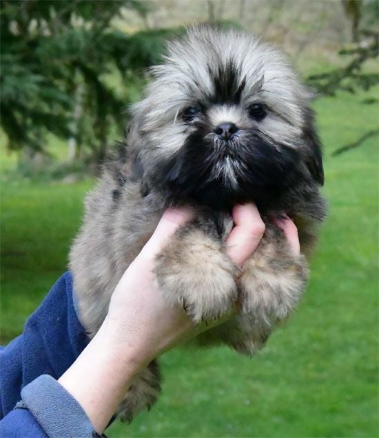 de dame nature - Chiots disponibles - Lhassa Apso