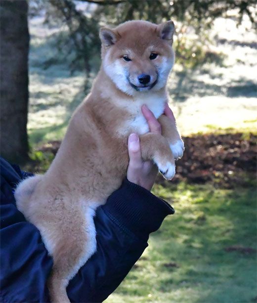 de dame nature - Chiots disponibles - Shiba