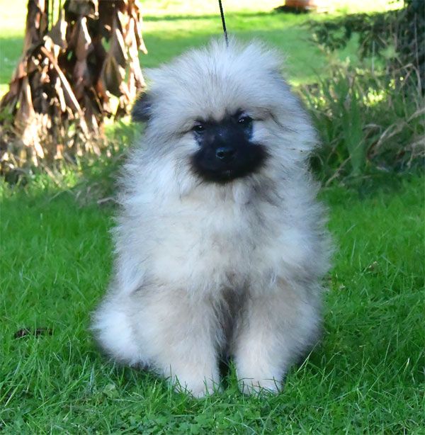 de dame nature - Chiots disponibles - Spitz allemand