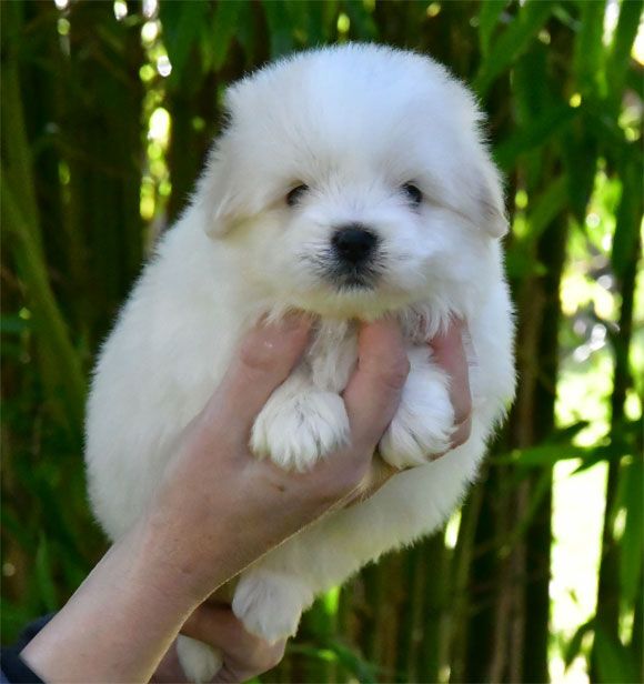 de dame nature - Chiots disponibles - Coton de Tulear