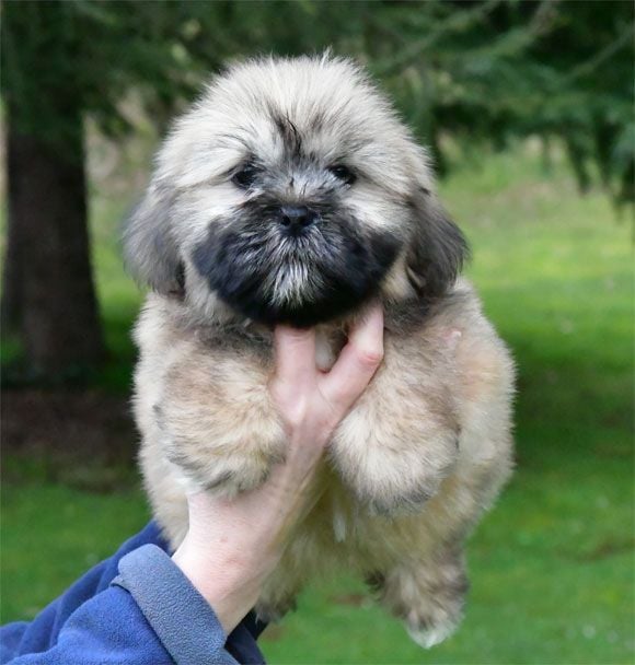 de dame nature - Chiots disponibles - Lhassa Apso