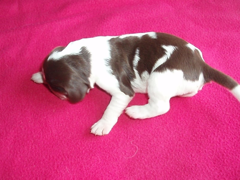 de l'atoll de kerguelen - English Springer Spaniel - Portée née le 13/11/2008