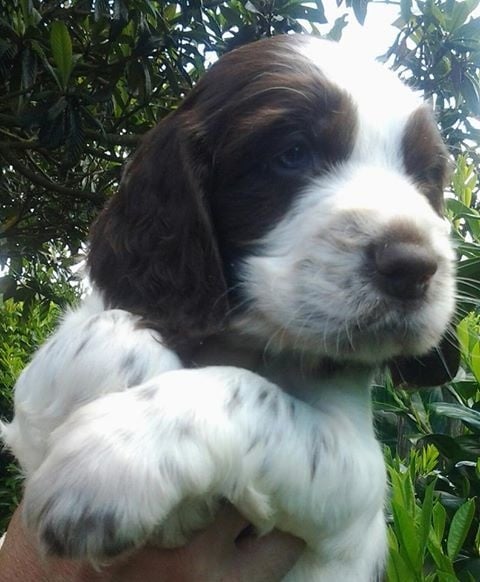 Chiot English Springer Spaniel de l'atoll de kerguelen