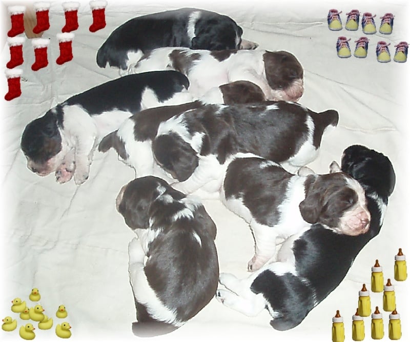 Chiot English Springer Spaniel de l'atoll de kerguelen