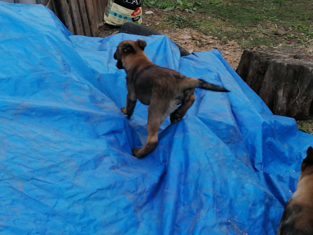 de la légende des cheyennes - Chiots disponibles - Berger Belge