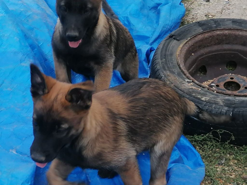 de la légende des cheyennes - Chiots disponibles - Berger Belge