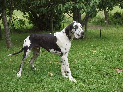 DOGUE ALLEMAND DU PONT DES AULNES