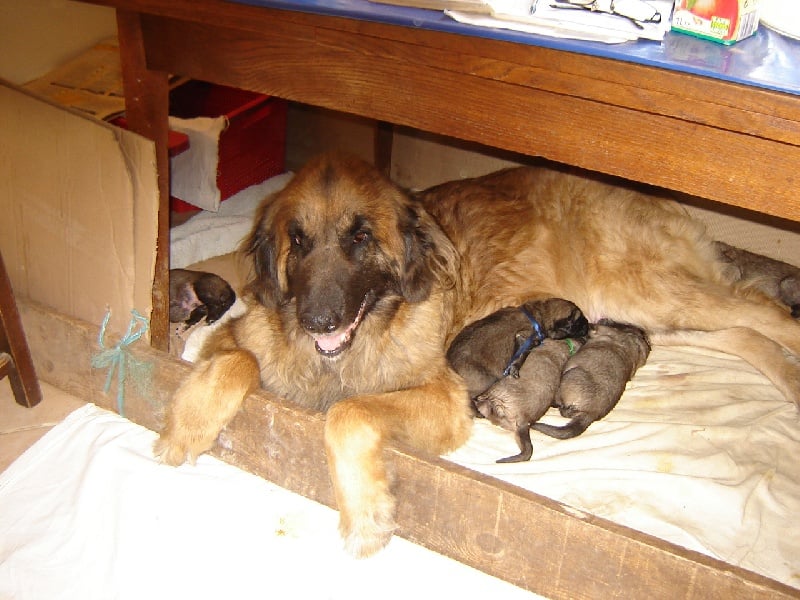 du Pont des Aulnes - Leonberger - Portée née le 11/04/2010