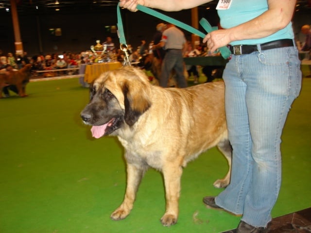 du Pont des Aulnes - Leonberger - Portée née le 24/08/2009