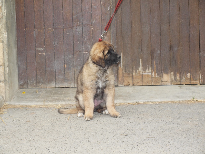 du Pont des Aulnes - Leonberger - Portée née le 06/02/2013